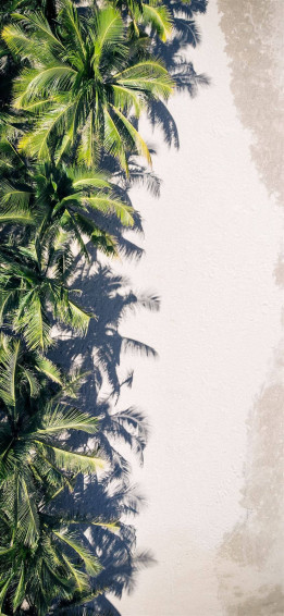 Coconut Tree Wallpaper