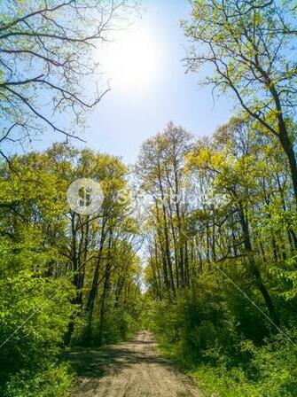 Bright Green Forest Full Of Life Under The Spring Warm Sunlight