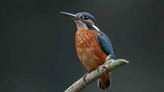Kingfisher Wallpaper