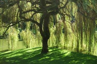 File Bloedel Reserve Willow Tree Jpg Wikipedia The