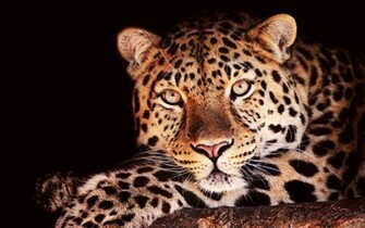 Jaguars Are The Biggest Of South America S Big Cats Animals
