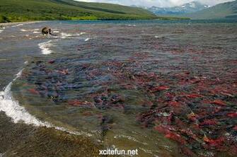 Salmonid Fish Beauty Of Pacific Ocean Natures Colors