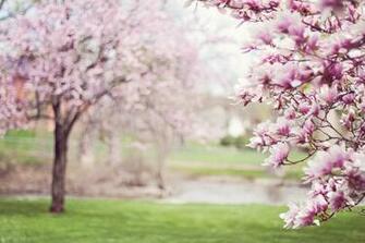 Spring Into Self Care Suzi Lula