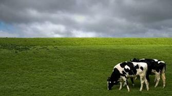 Country Farm Wallpaper Border Ffr15031b HD
