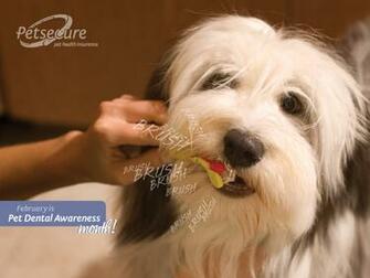 Jobspapa Dental Wallpaper Desktop Wallpaperonweb Image