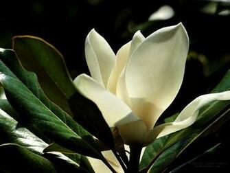 Southern Magnolia Wallpaper Desktop