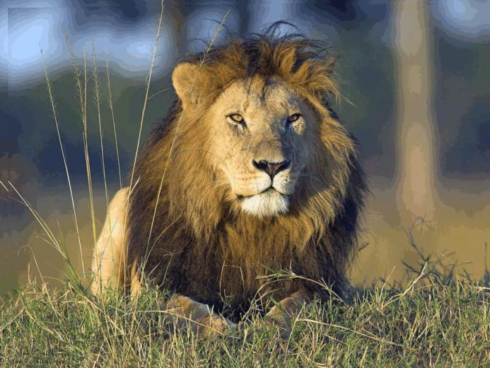 Lion Gif