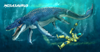 Mosasaurus By Jsochart