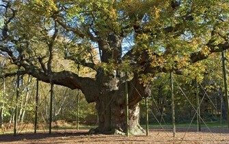Major Oak Wallpaper Sherwood