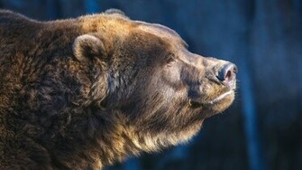 Brown Bear Wallpaper
