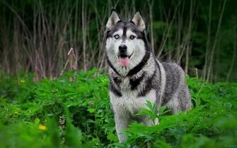 Best Pictures Husky Dog In Green Forest Wallpaper