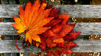 Autumn HD Wallpaper