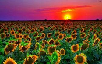 Sunflower Field Sunset Wallpaper HD Wallpaper13