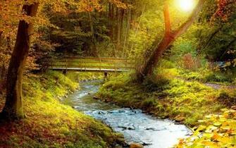 Windows HD Desktop Wallpaper Forests And Woodlands