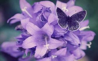 Labels Purple Flowers Pictures Violet Colors