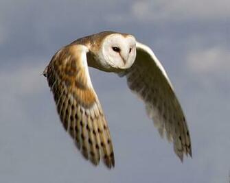 Barn Owl Endangered Animals Facts Wildlife Pictures And Videos
