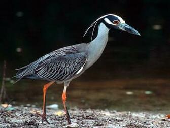 Yellow Crowned Night Heron Wallpaper HD