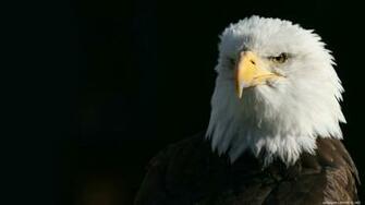 Bald Eagle Wallpaper Animals Birds HD Desktop