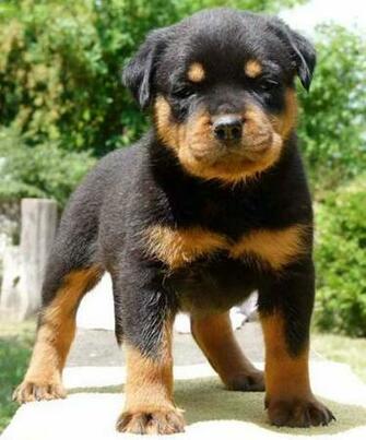 Rottweiler Breeds The Dog Wallpaper Best