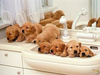 Cute Puppies Family Wallpaper On This Dogs Background
