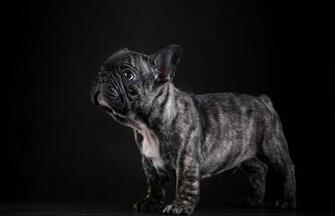 Image Bulldog French Dogs Animals Black Background
