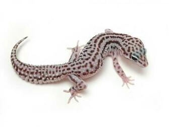 Leopard Gecko Wallpaper