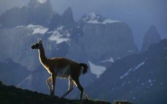 Animals Llama Wallpaper