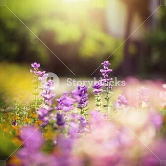 Blue Soft Flowers In Flowerbed Garden Nature Background