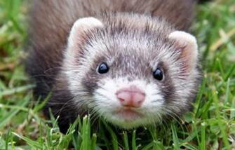 Ferret Wallpaper High Definition Background