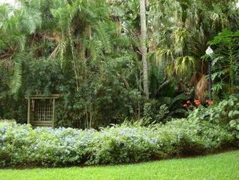 Tropical Garden Wallpaper Pictures Of Plants