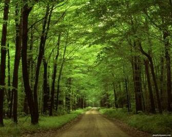 Pennsylvania Wood Wallpaper