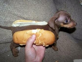 Wiener Dog Wallpaper