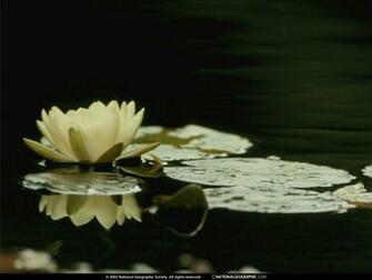 Lily Pad Wallpaper