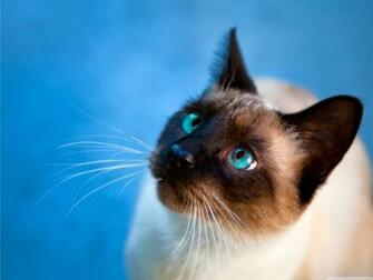 Siamese Cat Wallpaper