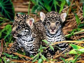 Wallpaper Best Size Jaguar Animal