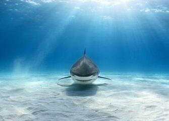 Amazing Tiger Shark Pictures