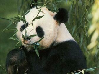 Giant Panda