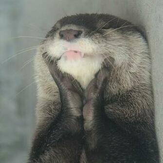 Otter Pictures Cute Otters