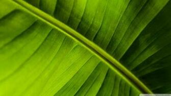 Banana Leaf Wallpaper