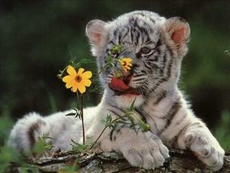Baby White Tigers Wallpaper