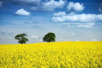 United Oilseeds Announces 2m Profit Despite Very Challenging