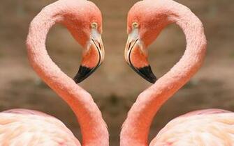 Flamingo Computer Wallpaper Desktop Background