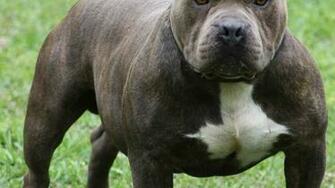 Pitbull Dog Wallpaper Pictures Hq