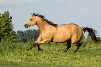 Quarter Horse Stock Buckskin By Skunktail17