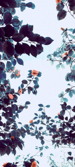 Pastel Orange Aesthetic Flowers Wallpaper