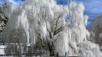 Weeping Willow Wallpaper