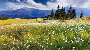 Meadow Wallpaper