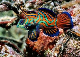Mandarin Fish Wallpaper Pictures HD Animal