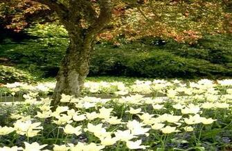 Gardens Comments Pictures Image Wallpaper