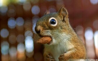 Squirrel Wallpaper Charming Squirrels HD